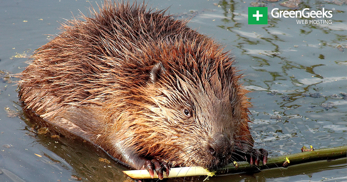 beavers-may-be-accelerating-climate-change